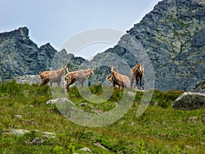 Chamois in the mountains