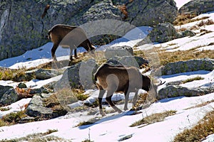 Kamzík v horách, Vysoké Tatry na Slovensku