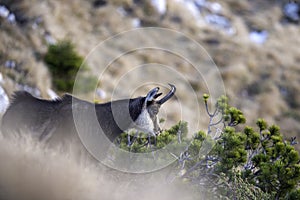 Chamois in the mountains, Piatra Craiului National Park, romania