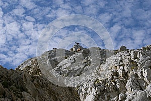 Chamois on mountaintop