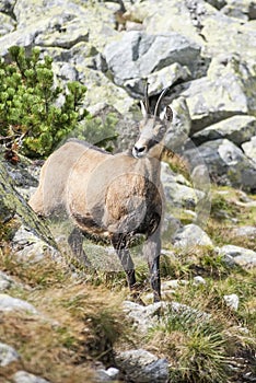 Chamois in the national park