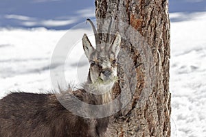 Chamois in the National Park, Aosta