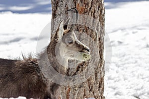 Chamois in the National Park, Aosta