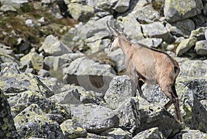 Chamois in the national park