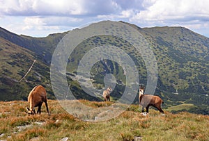 Kamzík v prírode - Rupicapra, Tatry, Slovensko