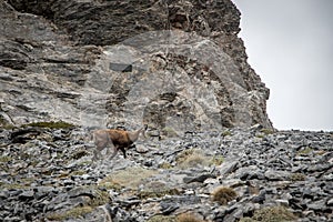 Chamois on Olympus, the highest mountain of Greece