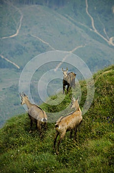 Chamois in Piatra Craiului