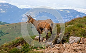 Chamois at the ridge of the mountain. Rupicabra in the morning light.