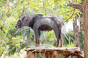 Southeast Asian chamois