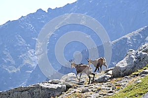 Dva kamzíky na skale vo Vysokých Tatrách na Slovensku