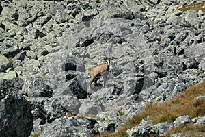 Chamois on the rocks