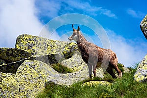 Kamzík. Agilná koza-antilopa nájdená v horách Európy.