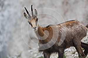 Chamois (Rupicapra Carpatica)