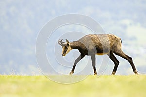 Chamois (Rupicapra carpatica)