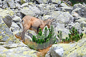 Chamois Rupicapra Carpatica