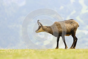 Chamois (Rupicapra carpatica)