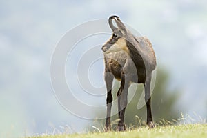 Chamois (Rupicapra carpatica) standing on hillside.