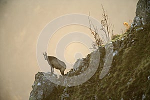 Chamois, Rupicapra rupicapra