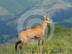 Chamois ( Rupicapra rupicapra)