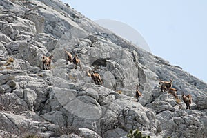 The chamois (Rupicapra rupicapra)