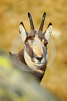 Chamois, Rupicapra rupicapra, detail portrait with horns, rock animal hidden in the stone, yellow grass hill in the background, Gr