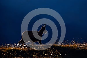 Chamois, Rupicapra rupicapra, in the green grass, evening sunset back light, Gran Paradiso, Italy. Horned animal in the Alp. Wildl