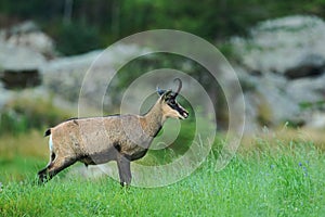 Chamois, Rupicapra rupicapra, in the green grass, grey rock in background, Gran Paradiso, Italy