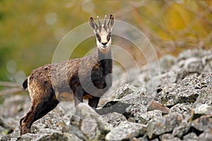 Chamois, Rupicapra rupicapra, in the green grass, grey rock in background, Gran Paradiso, Italy. Animal in the Alp. Wildlife scene