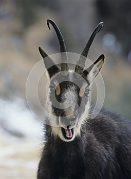 Chamois (rupicapra rupicapra) head and shoulders