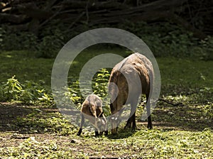 Chamois Rupicapra rupicapra. Karlsruhe, Germany