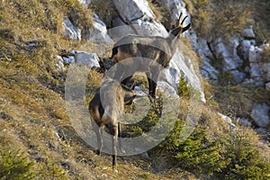 Chamois Rupicapra rupicapra, marking territory