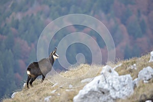 Chamois Rupicapra rupicapra, mating. Chamois male in routing season