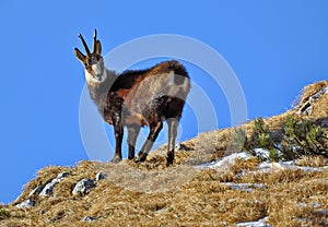 Chamois photo