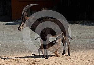 Chamois rupicapra rupicapra portrait outdoor