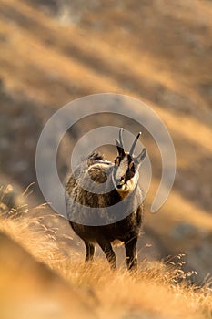 Chamois, Rupicapra rupicapra, on the rocky hill with autumn grass, mountain in Gran Paradiso, Italy. Autumn in the mountains