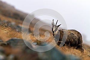 Chamois, Rupicapra rupicapra, on the rocky hill with autumn grass, mountain in Gran Paradiso, Italy. Autumn in the mountains