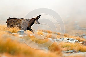 Chamois, Rupicapra rupicapra, on the rocky hill with autumn grass, mountain in Gran PAradiso, Italy. Wildlife scene in nature.