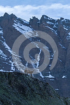 Chamois, Rupicapra rupicapra, on the rocky hill with montain covered by snow, mountain in Gran Paradiso,Autumn in mountains