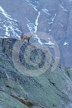 Chamois, Rupicapra rupicapra, on the rocky hill with montain covered by snow, mountain in Gran Paradiso,Autumn in mountains