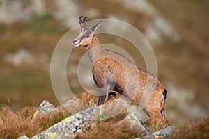 Chamois, rupicapra rupicapra, standing majestically on rocks in high mountains.