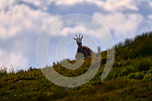 Chamois, Rupicapra rupicapra tatranica, rocky hill, stone in background, Nizke Tatry NP, Slovakia. Wildlife scene with horn animal