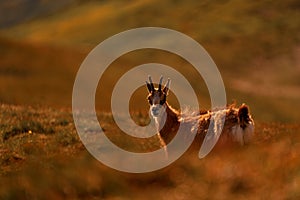 Chamois, Rupicapra rupicapra tatranica, rocky hill, stone in background, Nizke Tatry NP, Slovakia. Wildlife scene with horn animal