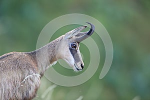 Chamois (Rupicapra rupicapra)  Vosges, France