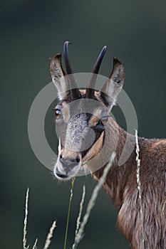 Chamois (Rupicapra rupicapra)  Vosges, France