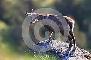 Chamois (Rupicapra rupicapra)  Vosges, France