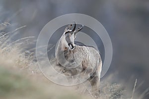 Chamois & x28;Rupicapra rupicapra& x29;  Vosges Mountains, France