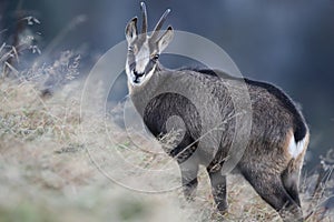 Chamois & x28;Rupicapra rupicapra& x29;  Vosges Mountains, France