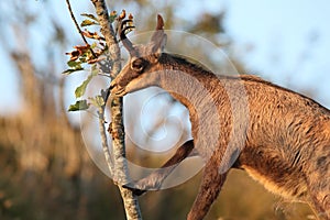 Chamois & x28;Rupicapra rupicapra& x29;  Vosges Mountains, France