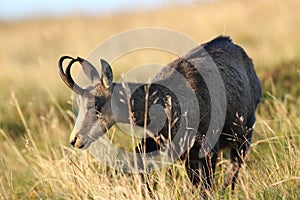 Chamois & x28;Rupicapra rupicapra& x29;  Vosges Mountains, France