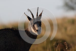 Chamois & x28;Rupicapra rupicapra& x29;  Vosges Mountains, France